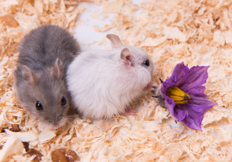 Girl Hamster Names 100+ Best Female Hamster Name Ideas Small Pet Family