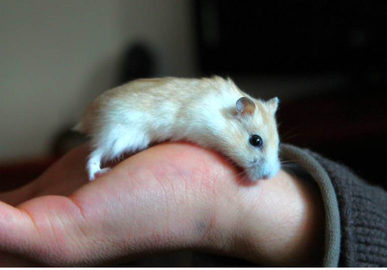 Do Hamsters Like To Be Held? Read Before Trying Small Pet Family