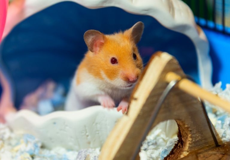 Hamster Lifespan How Long Pet Hamsters Live Small Pet Family