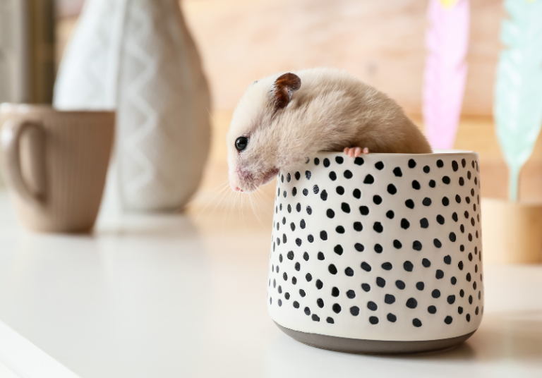 How To Pet A Hamster (Hamster Handling 101) Small Pet Family