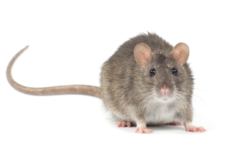 Is A Hamster A Rat? Hamster vs Rat Differences Small Pet Family