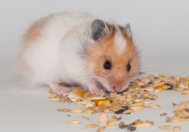 How Smart Are Hamsters? (IQ, Memory, & Recognition) Small Pet Family