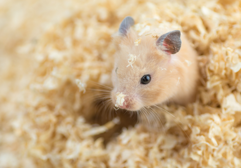 Are Hamsters Easy To Take Care Of? What You Need To Know Small Pet Family