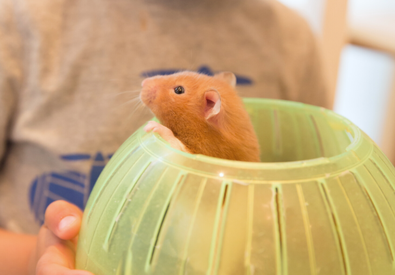 Are Hamsters Good Pets For Children? (Read Before You Buy) Small Pet