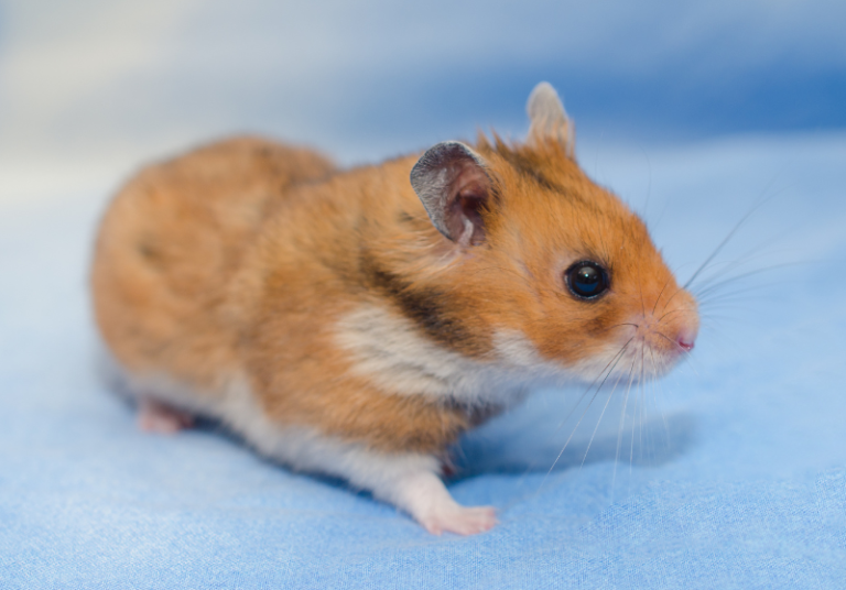 Friendly Hamsters 5 Most Friendly Hamster Breeds Small Pet Family