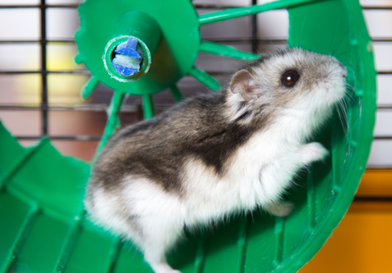 Why Your Hamster Is Squeaking (& What To Do About It) Small Pet Family