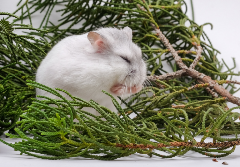 Friendly Hamsters 5 Most Friendly Hamster Breeds Small Pet Family