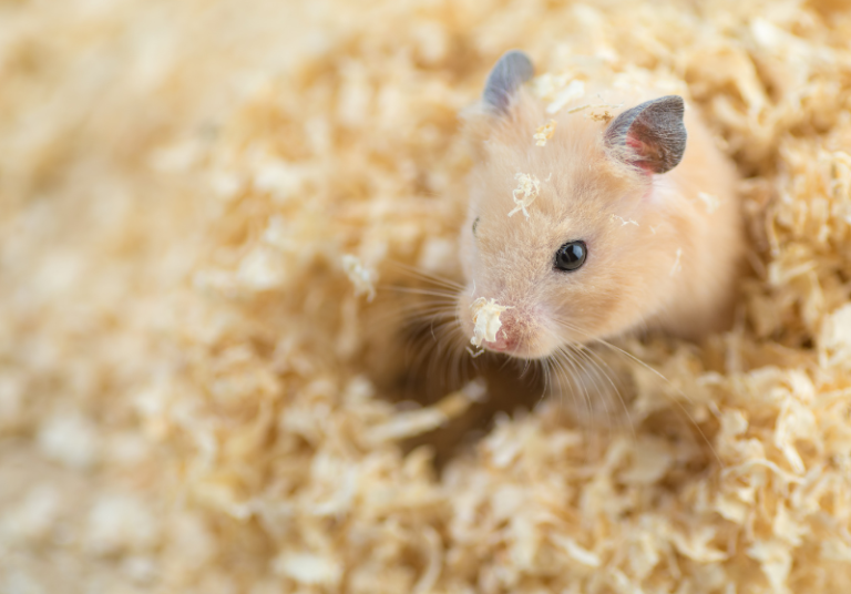 Spaying & Neutering Hamsters What You Need To Know Small Pet Family