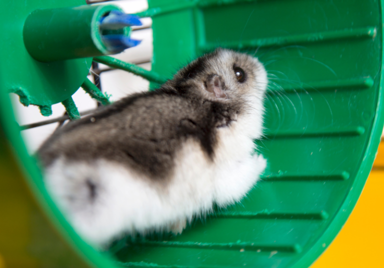 Why Do Hamsters Run On Wheels? Ultimate Guide Small Pet Family