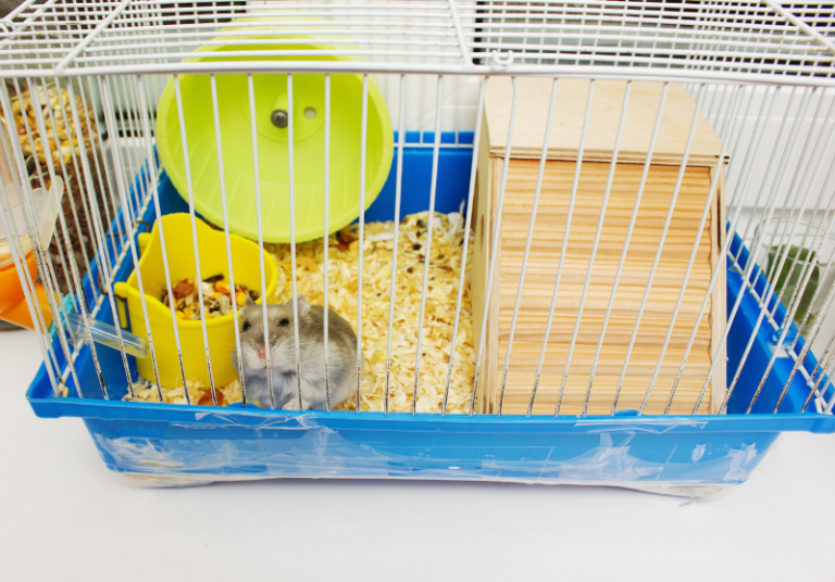 How Old Are Hamsters At PetSmart? Pet Store Hamster Age Small Pet Family