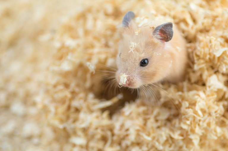 Why Hamsters Eat Their Poop (The Answer Might Surprise You) Small Pet