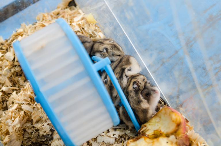 How Long Do Hamsters Sleep? Hamster Sleep Duration Guide Small Pet Family
