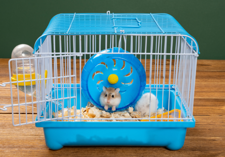 Why Do Hamsters Run On Wheels? Ultimate Guide Small Pet Family