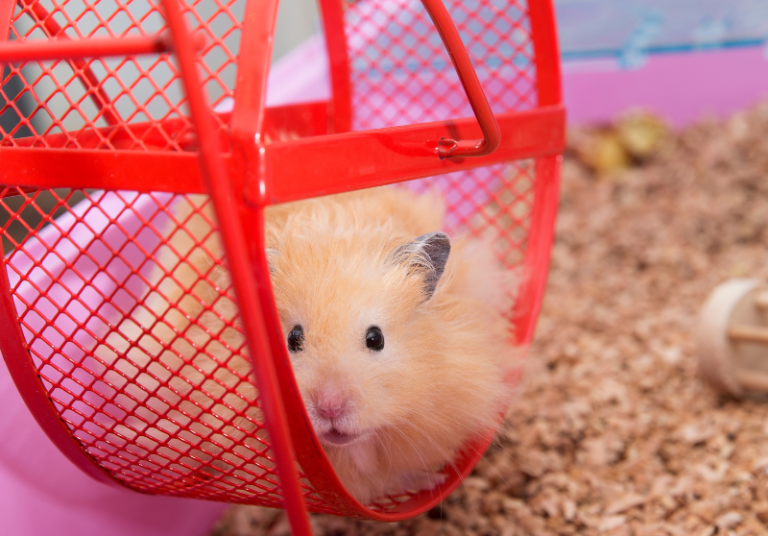 Why Do Hamsters Run On Wheels? Ultimate Guide Small Pet Family