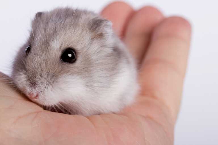 How Many Dwarf Hamsters Can Live Together? Ultimate Guide Small Pet