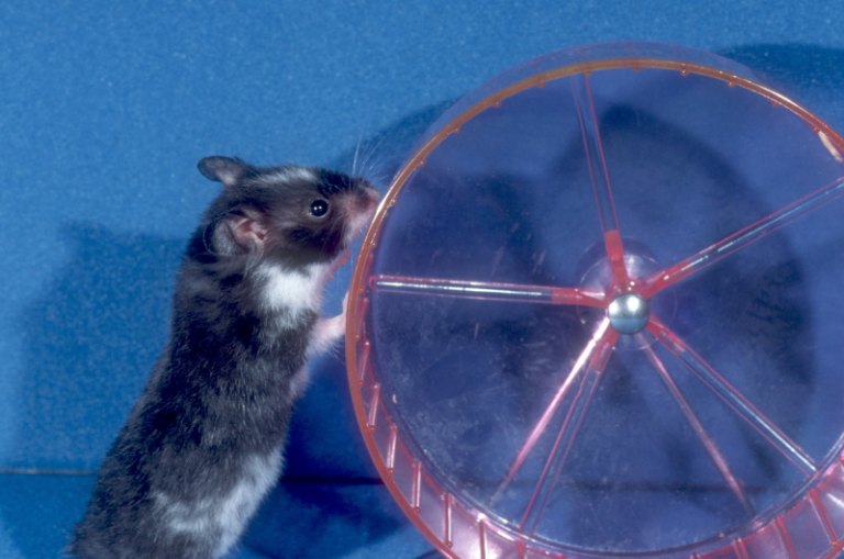 Hamster Enrichment Ideas Top Enrichment Ideas For Hamsters Small Pet Family