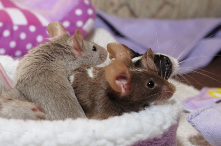 Top 8 Easiest Rodents To Keep As Pets Small Pet Family
