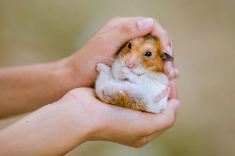 How & Why Hamsters Die 10 Most Common Causes Small Pet Family